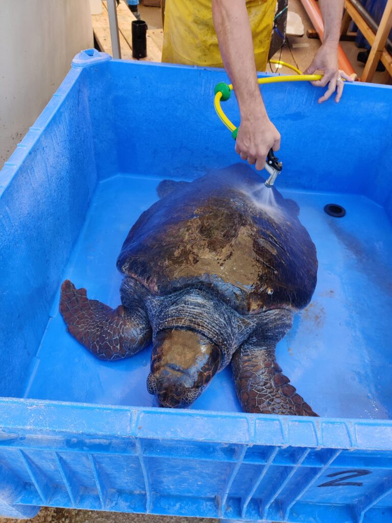 Sea Turtles_WhatsApp Image 2026-02-05 at 16.59.19